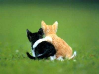 Lol Chat  Vidéos de chats drôles  Images de Lolcat marrants 